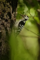 Strakapoud maly - Dendrocopos minor - Lesser Spotted Woodpecker 9561